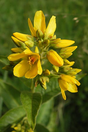 Lysimachia vulgaris \ Gilb-Weiderich, D Pfalz, Speyer 3.7.2012