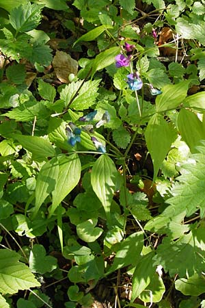 Lathyrus vernus \ Frhlings-Platterbse / Spring Pea, D Mainberg 5.5.2013