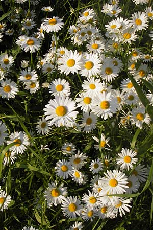 Leucanthemum vulgare \ Magerwiesen-Margerite, Frhe Wucherblume / Early Ox-Eye Daisy, D Weinheim an der Bergstraße 7.6.2013