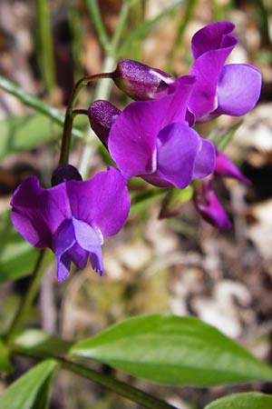 Lathyrus vernus \ Frhlings-Platterbse / Spring Pea, D Obernzell an der Donau 30.3.2014