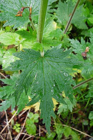 Leonurus cardiaca subsp. villosus \ Zottiges Echtes Herzgespann, Lwenschwanz / Motherwort, D Darmstadt 11.5.2014