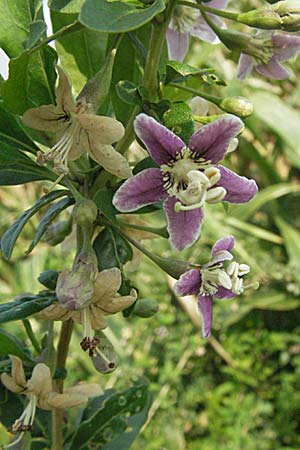 Lycium chinense, Chinesischer Bocksdorn