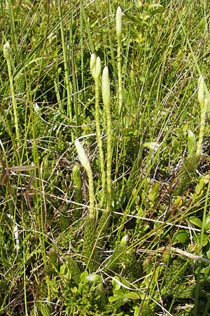 Lycopodium clavatum \ Keulen-Brlapp, D Oberstdorf 22.6.2011