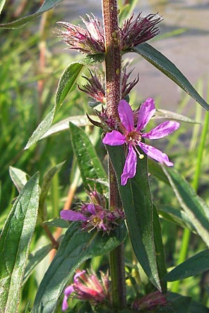 Lythrum salicaria \ Blut-Weiderich / Purple Loosestrife, D Dieburg 2.7.2013