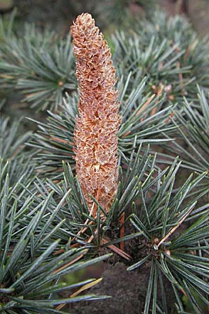 Cedrus libani \ Libanon-Zeder, D Weinheim an der Bergstraße 28.10.2006