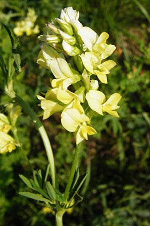 Medicago x varia \ Bastard-Luzerne / Sand Lucerne, D Altrip 2.8.2014