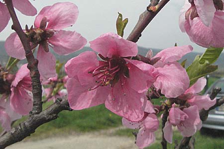 Prunus dulcis \ Mandel / Almond, D Neustadt an der Weinstraße 23.4.2006