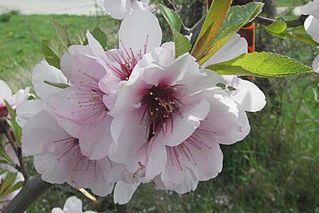 Prunus dulcis \ Mandel / Almond, D Neustadt an der Weinstraße 23.4.2006