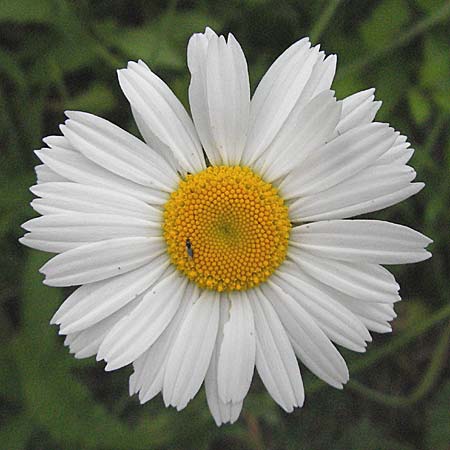 Leucanthemum vulgare \ Magerwiesen-Margerite, Frhe Wucherblume / Early Ox-Eye Daisy, D Weinheim an der Bergstraße 16.5.2006