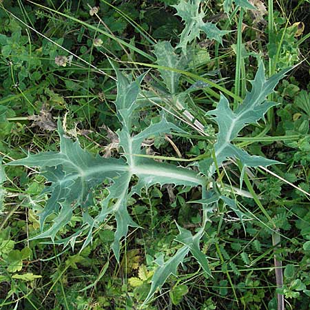 Eryngium campestre \ Feld-Mannstreu / Field Thistle, D Pfalz, Landau 26.6.2006