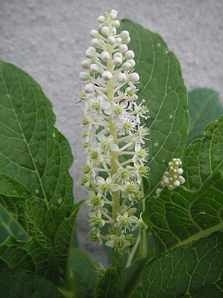 Phytolacca esculenta \ Indische Kermesbeere, Essbare Kermesbeere / Pokeweed, D Mannheim 7.7.2006