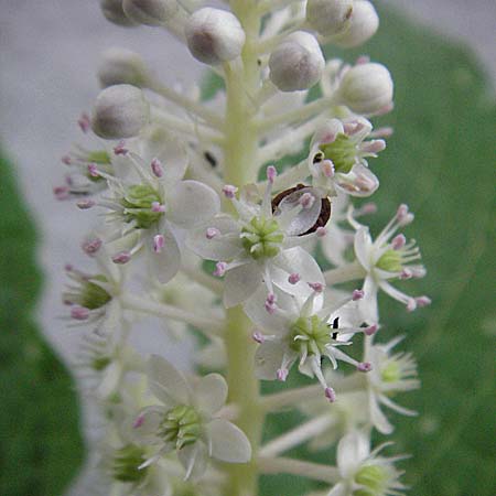 Phytolacca esculenta \ Indische Kermesbeere, Essbare Kermesbeere / Pokeweed, D Mannheim 7.7.2006