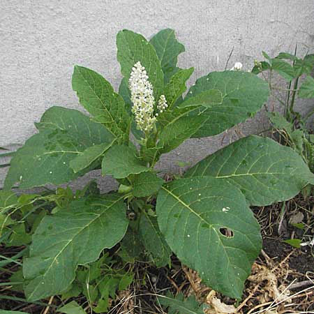 Phytolacca esculenta \ Indische Kermesbeere, Essbare Kermesbeere / Pokeweed, D Mannheim 7.7.2006