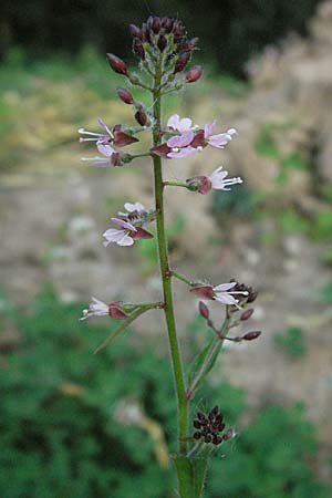 Circaea glabrescens ? \ Rosa Hexenkraut / Pink Enchanter's Nightshade, D Mannheim 20.7.2006