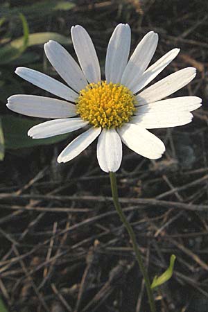 Leucanthemum vulgare \ Magerwiesen-Margerite, Frhe Wucherblume / Early Ox-Eye Daisy, D Mannheim 21.9.2006