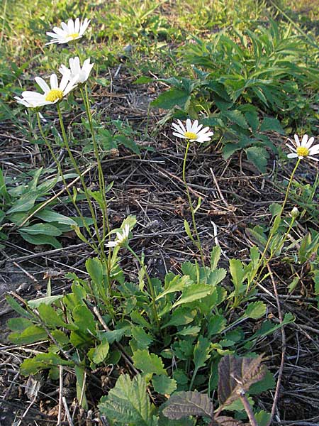 Leucanthemum vulgare \ Magerwiesen-Margerite, Frhe Wucherblume / Early Ox-Eye Daisy, D Mannheim 21.9.2006