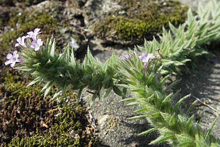 Verbena bracteata \ Tragblatt-Eisenkraut / Bracted Vervain, D Mannheim-Rheinau Hafen/port 23.9.2006