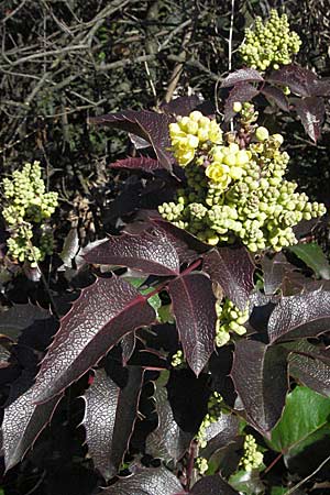 Mahonia aquifolium \ Gewhnliche Mahonie, D Mannheim 4.3.2007