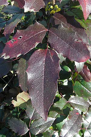 Mahonia aquifolium / Shining Oregon Grape, Tall Oregon Grape, D Mannheim 4.3.2007