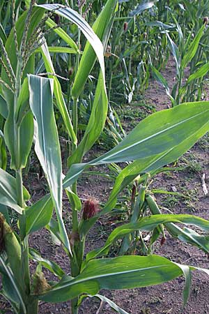 Zea mays / Maize, Sweetcorn, D Oftersheim 10.7.2008