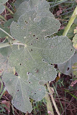 Alcea rosea \ Stockrose / Common Hollyhock, D Römerberg 14.8.2008