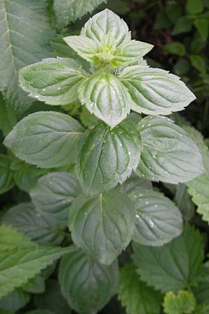 Mentha arvensis / Corn Mint, D Heidelberg 6.9.2009