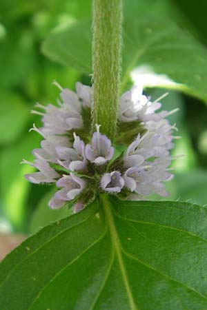 Mentha arvensis \ Acker-Minze / Corn Mint, D Heidelberg 6.9.2009