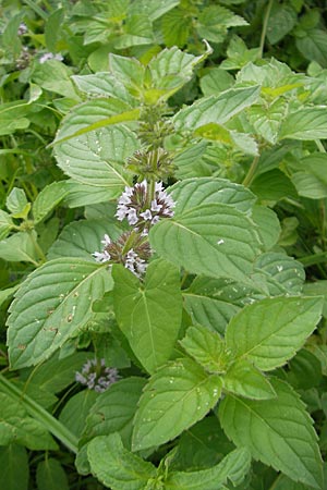 Mentha arvensis / Corn Mint, D Heidelberg 6.9.2009