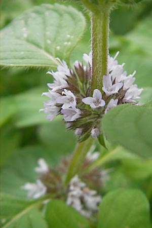 Mentha arvensis \ Acker-Minze / Corn Mint, D Heidelberg 6.9.2009