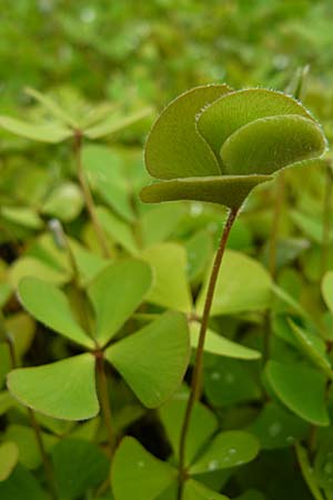 Marsilea quadrifolia / Four-Leaf Clover, Shamrock Plant, D Botan. Gar.  Universit.  Mainz 13.9.2008