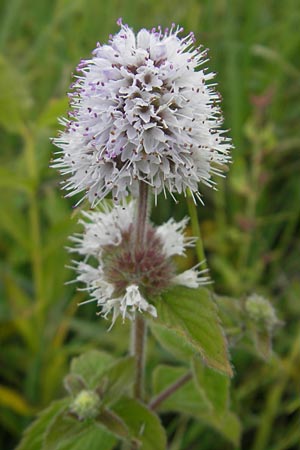 Mentha aquatica / Water Mint, D Gessertshausen 30.7.2011