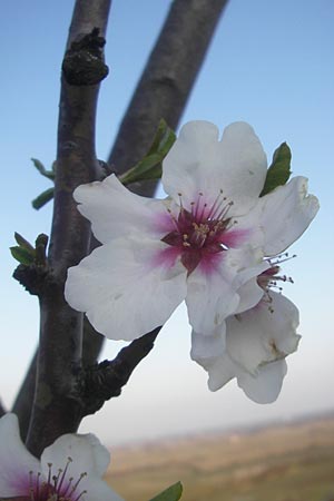 Prunus dulcis \ Mandel / Almond, D Deidesheim 22.3.2012