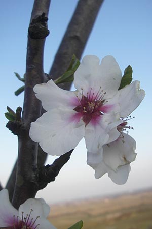 Prunus dulcis / Almond, D Deidesheim 22.3.2012