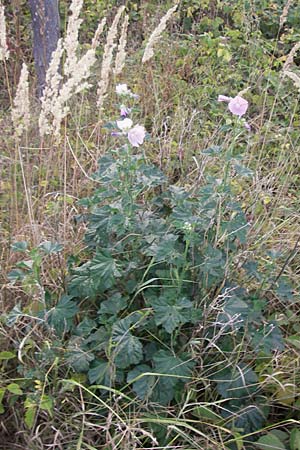 Malva alcea / Hollyhock Mallow, D Reilingen 23.8.2012