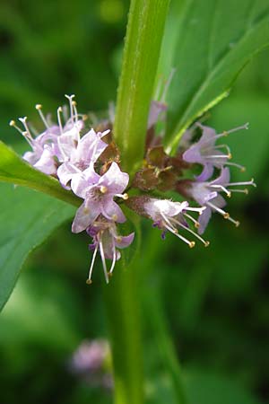 Mentha arvensis / Corn Mint, D Lampertheim 16.8.2013