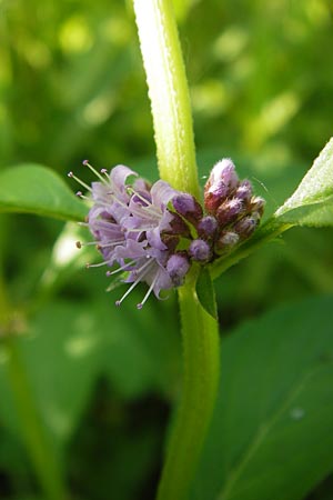 Mentha arvensis \ Acker-Minze / Corn Mint, D Lampertheim 16.8.2013