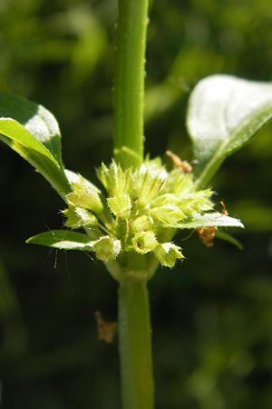 Mentha arvensis \ Acker-Minze / Corn Mint, D Lampertheim 16.8.2013