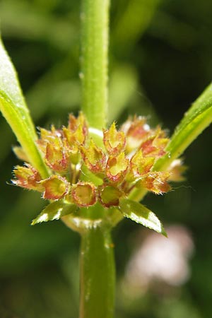 Mentha arvensis / Corn Mint, D Lampertheim 16.8.2013