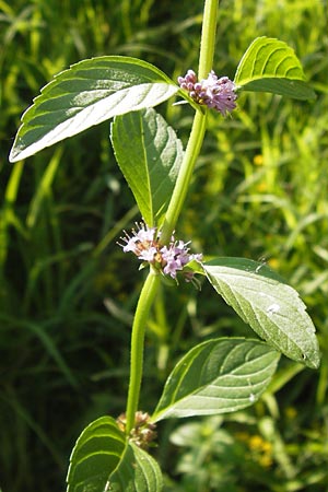 Mentha arvensis \ Acker-Minze / Corn Mint, D Lampertheim 16.8.2013