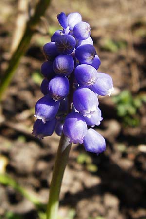 Muscari armeniacum \ Armenische Traubenhyazinthe, D Odenwald, Birkenau 20.3.2014