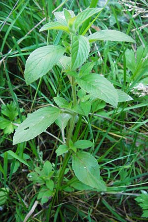 Mentha arvensis \ Acker-Minze / Corn Mint, D Odenwald, Fischbachtal-Steinau 25.6.2014