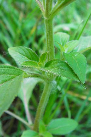 Mentha arvensis / Corn Mint, D Odenwald, Fischbachtal-Steinau 25.6.2014