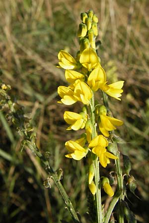 Melilotus altissimus \ Hoher Steinklee, Hoher Honigklee / Tall Melilot, D Gimbsheim 17.7.2014