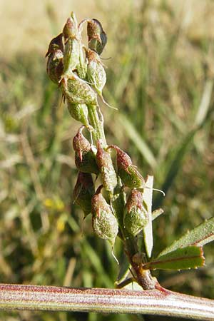 Melilotus altissimus \ Hoher Steinklee, Hoher Honigklee / Tall Melilot, D Gimbsheim 17.7.2014