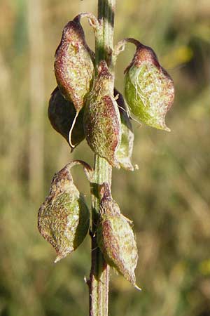 Melilotus altissimus \ Hoher Steinklee, Hoher Honigklee / Tall Melilot, D Gimbsheim 17.7.2014