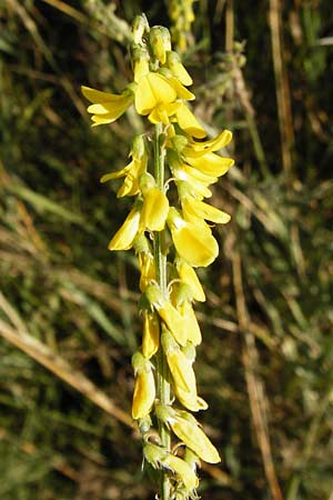 Melilotus altissimus \ Hoher Steinklee, Hoher Honigklee / Tall Melilot, D Gimbsheim 17.7.2014