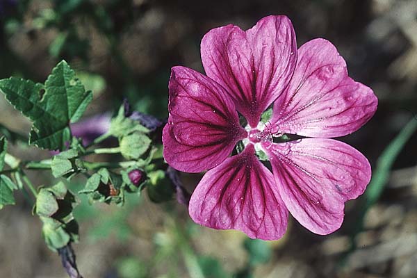 Malva sylvestris subsp. mauritiana \ Mauretanische Malve, D Mannheim 28.8.2005