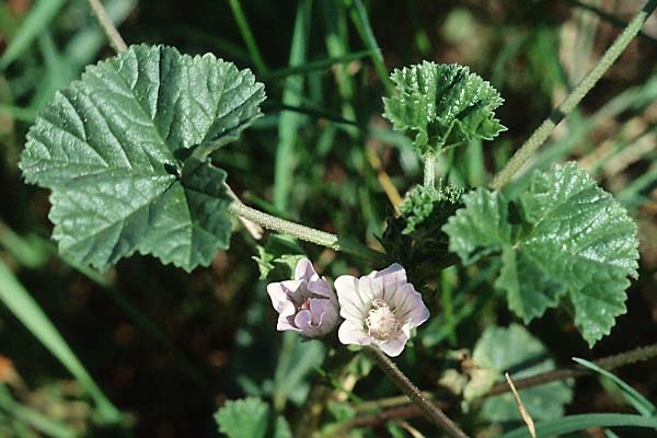 Malva neglecta \ Weg-Malve, Kleine Ksepappel / Dwarf Mallow, D Mannheim 6.11.2005