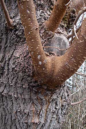 Morus alba / Chinese White Mulberry, D Mannheim 9.12.2007