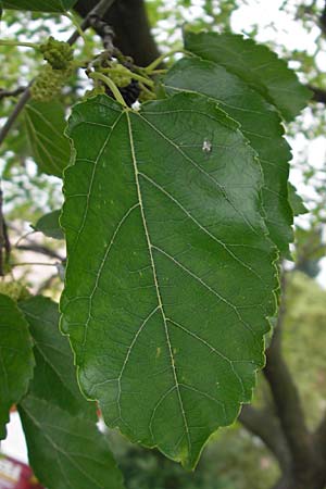 Morus alba \ Weier Maulbeerbaum / Chinese White Mulberry, D Weinheim an der Bergstraße 8.6.2009